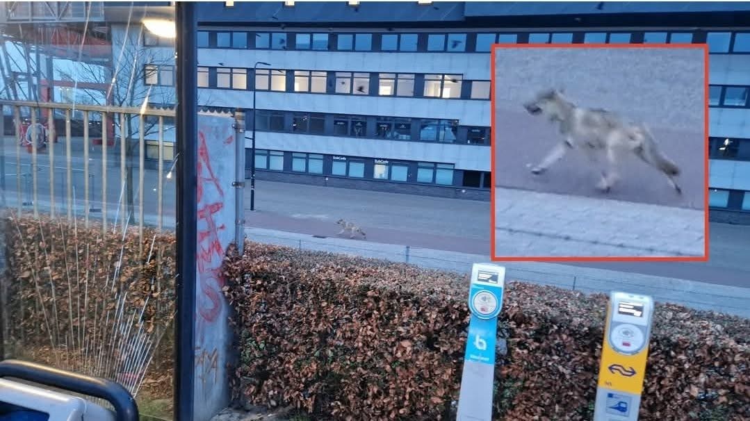 Een wolf bij De Grolsch Veste