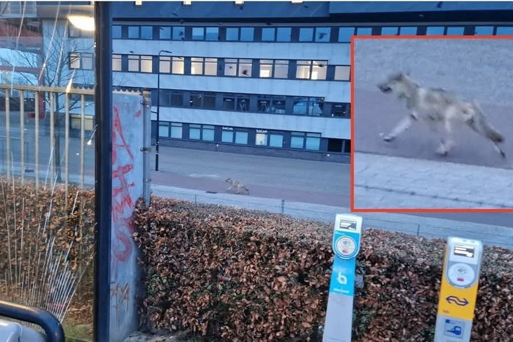Een wolf bij De Grolsch Veste