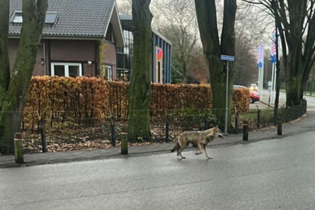 Wolf rend rond in Twente