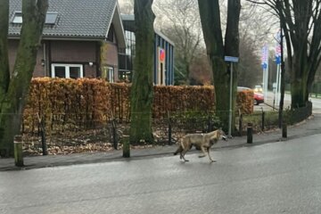 Wolf rend rond in Twente